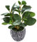 AlphaAcc Artificial Plants Real Looking and Touching Fake Plant Evergreen Plastic Fiddle Leaf Fig Plant with Rustic Black Cement Planter for Housewarming Office Desk Decor