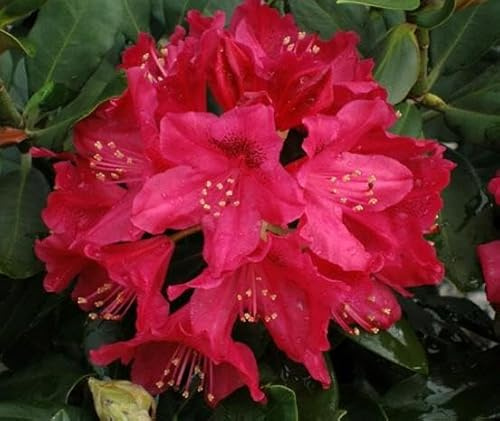 (1) - Nova Zembla Red Rhododendron - Starter Plant (8m) (1 Live Plant)