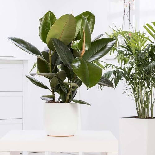 Gummibaum 'Robusta', Topf-Ø 27 cm, Höhe ca. 80 cm