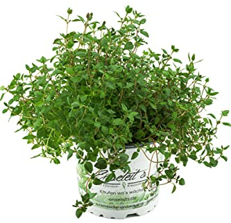 Planta de tomillo, de cultivo sostenible, calidad fresca del mercado de la jardinería