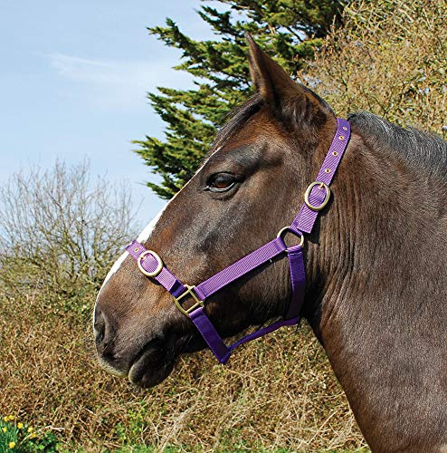Rhinegold Cabecera Nylon - COB - Morado
