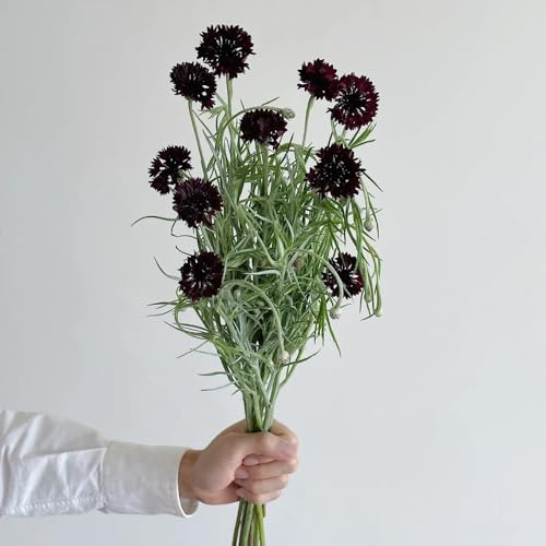 semi di fiordaliso di recisi di fiordaliso resistenti per il giardino rare, decorazione soggiorno ornamentali decorazione 60pcs