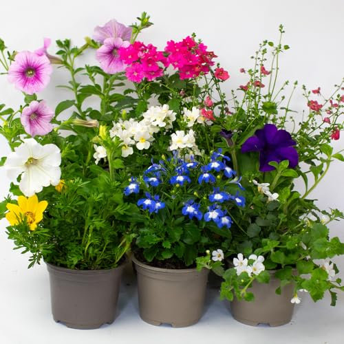 9 x Flowering Bedding Plants - Grow Your own Summer Flowering Bedding, Garden Ready & Each Delivered in Plant Pot, Outdoor Plants Great for Hanging Basket or Gifts