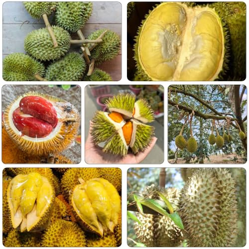 semillas Durian en espaldera columnar de jardín de oficina bonsái interior resistentes al aire libre columnares cama elevada 120pcs