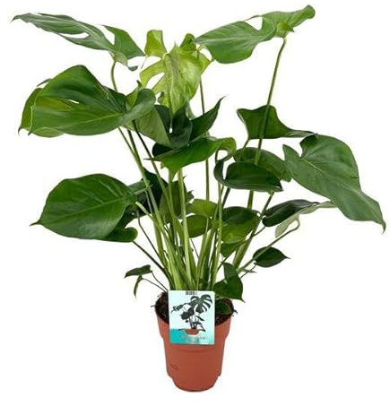 Monstera Deliciosa – Läckert fönsterblad – inomhusväxt – Ø 19 cm x 60 cm – tropisk inomhusväxt med beklädda blad – luftrenande och lättskött