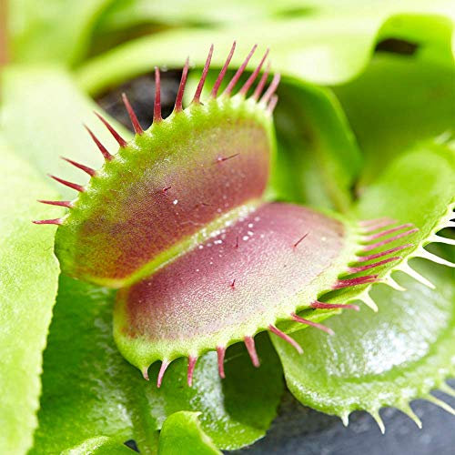 Venus Fly Trap Small Air Purifying Indoor House Plant for Home and Office 9cm