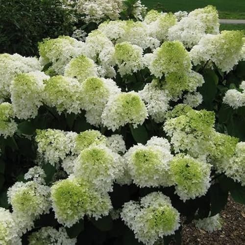 Rispenhortensie 'Polar Bear'® - Hydrangea paniculata 'Polar Bear'® - 40-50 cm Topf