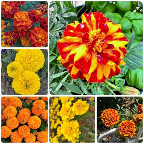 ringelblumen samen mehrjährig - ringelblume samen, gartenblumen, zimmerpflanzen samen ringelblumensamen blumensamen balkon, winterharte kübelpflanzen wildblumen balkonblumen, 600pcs