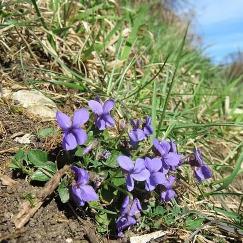 Duftveilchen winterhart pflanze - samen pflanzen garten balkon deko wiesenblumen samen blumensamen mehrjährig winterhart bonsai samen blumenwiese Duftveilchen samen winterhart 100pcs