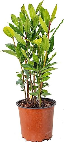 Planta de Laurel Natural DECOALIVE Planta Viva de Exterior