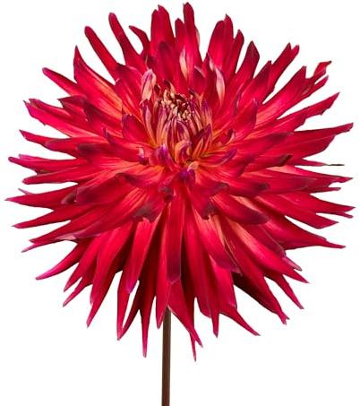 Bulbes de Dahlias 7 x 'Manhattan Island' - The Bulb Farmers - Été - Cultivé aux Pays-Bas -Bulbes de Dahlias -Bulbes à fleurs