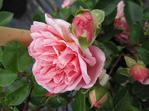 Kletterrose Paul Transon® - Rosa Paul Transon® - lachsrosa - Duft+ -Ramblerrose