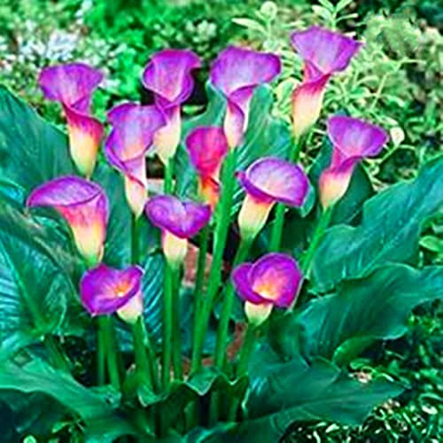 Calla Lily Bulbs.Strong Plants That Grow Well Mix Golden Jade Carving Feels Beautiful/CXXFGFT.-2 Bulbs-C