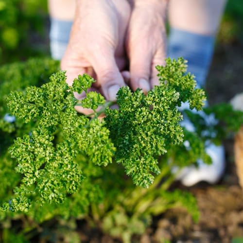 semillas orgánicas de perejil perenne, tradicionales perejil perennes cobertura del suelo jardín 200pcs