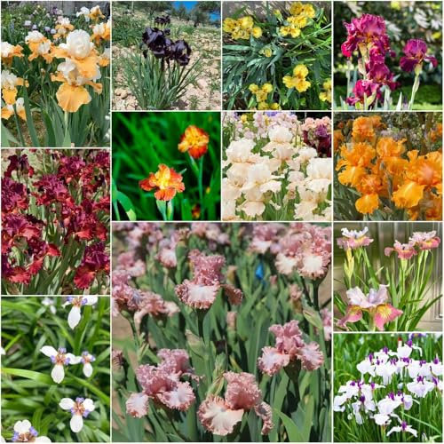bulbos de iris perennes resistentes - de balcón - serie raras bonsái jardín iris interior prado decoración balcones exóticas resistentes al aire 4pcs
