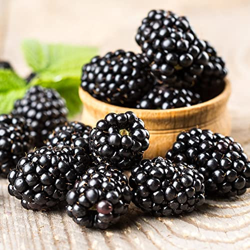 BlackBerry Potted Hardy Garden Plant Rubus, Thornless Stems, Grow Delicious Blackberries, Summer Fruiting, Gardens & Outdoors 3X BlackBerry Thornfree Plant in a 9cm Pot by Thompson & Morgan (3)