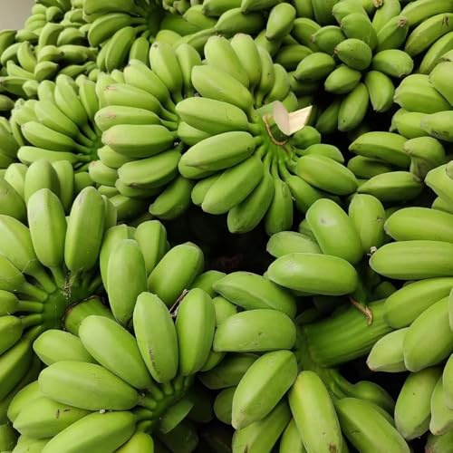 semi di banane, banane, esotiche di banana di banana resistente fresca, colonnari Gli da nani sono 60pcs