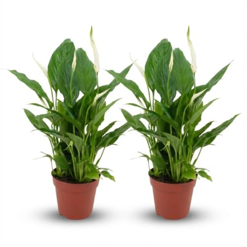 Spathiphyllum Einblatt – 2 Pflanzen – Ø12cm – Höhe 35–40cm – Luftreinigende Zimmerpflanze – Weiße Blüten – Ideal für Wohnraum & Büro
