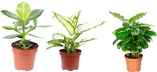 3er-Set echte Zimmerpflanzen, Kaffeepflanze, Balsamapfel, Dieffenbachie - Höhe ca. 20-35 cm, Topf-Ø 9-12 cm