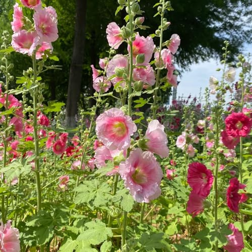 semillas de malva real - de jardín balcón interior exóticas en la decoración la oficina resistentes trepadoras 250pcs