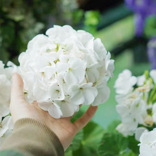 Gerani pendenti - Pelargonium - rampicanti, da giardino roccioso arredamento per soggiorno con letto rialzato semi di da balcone Decorazioni autunnali per un 10semi