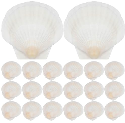 ibasenice 20 véritables coquilles Saint- : Loisirs créatifs - Coquillages Blancs - Coquillages naturels - Décoration de Table pour grillades et Cuisson Four