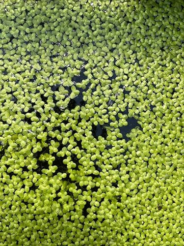 WASSERPFLANZEN WOLFF - eine Portion Lemna Minor – Wasserlinsen | Schwimmpflanze für Teich & Aquarium | algenhemmend, winterhart, schnellwüchsig | Perfekt als Futterpflanze | Schutz für Fische