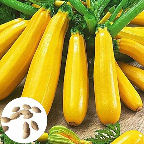 RFEGJVII Zucchini-Samen, Nicht-GMO Bio Erboom Sorte mit einfacher Keimung, Trockenheitstoleranz, Schnellwachsende Sommerkürbis für Gemüsegärten im Freien, High Yield Samen für Hinterhof Pflanzun