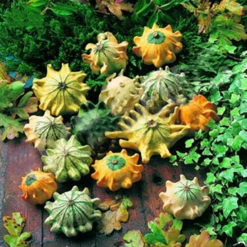 SHENOT CORONA DE ESPINAS - CALABAZA - 35 SEMILLAS - Calabaza ornamental Cucurbita Pepo