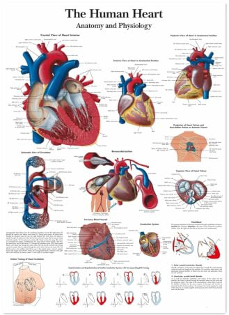 1st The Human Heart Affischtryck Väggdiagram Anatomi Bildkonst Canvas Scroll Målning Sjukhus Kliniker Heminredning Väggmålning(Painting Core,30X40 CM)