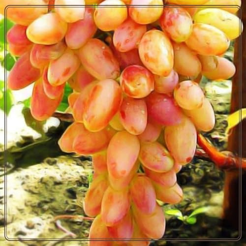 Rizomi d'uva,resistenti,Uva a tavoletta,acquista viti,Gratis e fragrante,Rare,Rizomi d'uva coltivazione,Decorazioni da giardino,Bellissima,Piantare la vite.-1knolle-H