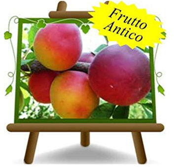 Prune prunes - coco - Plante fruitière sur pot 20 greffé Porte-greffe myrobolan - arbre 170 cm - 2 ans