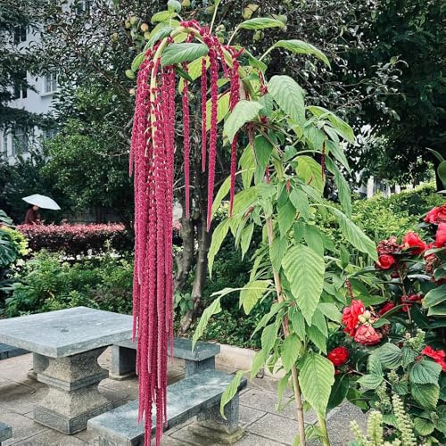 amaranto caudatus - de interior lugares soleados Decoraciones orgánicas balcón con verdes trepadoras, jardín rocas jardín balcón semillas 350semillas