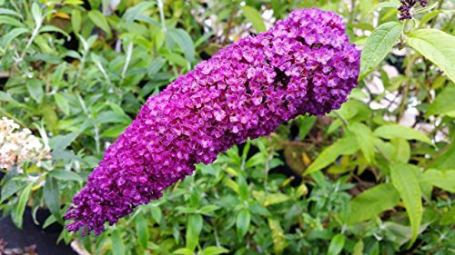 1 Buddleia davidii 'Royal Red' in 2L Pot Buddleja Butterfly Bush 3fatpigs®