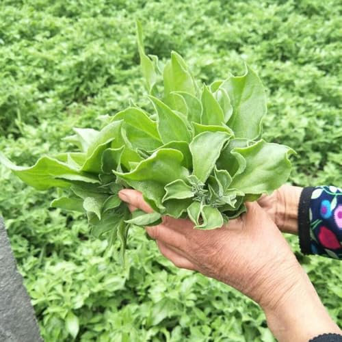 100 pcs eiskraut samen, kräuterbeet für die küche, pflanzensamen (Mesembryanthemum crystallinum) garden, alte sorten saatgut winterharte pflanzen für balkon, seltene samen kräutersamen,