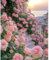 300 samen Kletterrose in Rosa-kletterrosen winterhart duftend，rosen pflanzen winterhart，duftrosen starker duft ，stammrosen mehrjährig duftend，kletterrosensamen