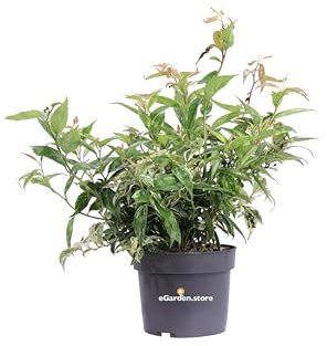 Pianta di Leucothoe Fontanesiana Makijaz arbusto ornamentale da esterno giardino balcone terrazzo pianta vera variegata venduta da eGarden.store