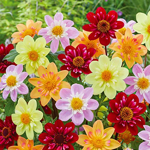 Garden State Bulb Topmix Single Mix Multi-Color Dahlia Flower Bulbs, Spring (Bag of 8)