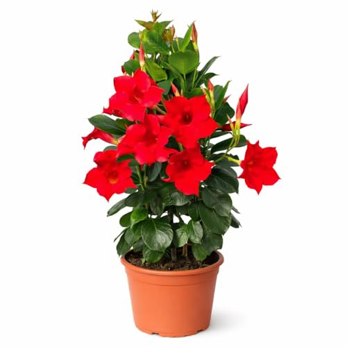Exotenherz Mandevilla Dipladenia – Flor de embudo – Forma pirámide – Maceta de 14 cm – aprox. 45 – 50 cm – Rojo
