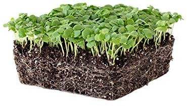 Genovese Basil Microgreens Seeds - 1 Lb ~256,000‬ Seeds - Non-GMO Bulk Seed for Growing Micro Herbs, Indoor Gardening, Herb Garden, Micro Greens
