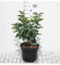 Syringa vulg. 'Charles Joly' - Edelflieder 50-60 cm - Container
