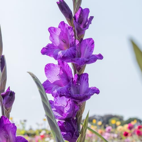 Gladiole Performer | 10 Stück | Knolle | Schnittblume | Lila | 100% Blütegarantie | QFB Gardening