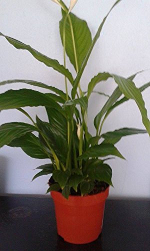 Peace Lily Spathiphyllum Indoor House Plant, 35-40cm