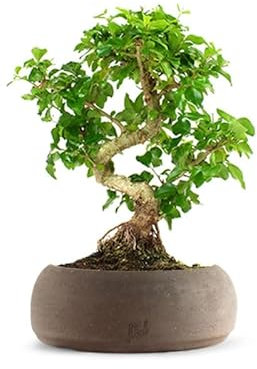 Ligustro Bonsai Altezza 40 cm, Pianta Vera, Pianta da Interno e Esterno - Vaso Artigianale in Terracotta - Marrone