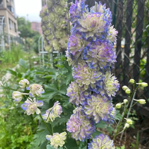 Semillas resistentes de la delphinium para el jardín, resistentes de delphinium de perennes, decoración de otoño 90pcs