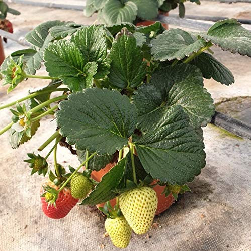 Fresa planta - PACK 2 unid. - maceta 14cm. - altura total aprox. 20cm. - planta viva - (envíos solo a península)