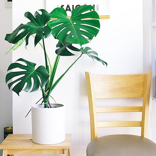 Monstera Deliciosa Swiss Cheese Tropical Houseplant Seeds - 10 Rare Seeds