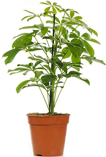Schefflera Nora - Pianta Ombrello Nano | Pianta da Interno per Casa o Ufficio.