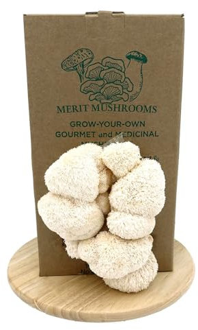 Merit Mushrooms - Large Lion's Mane Mushroom Growing Kit | Ready-to-Grow | Cut and Spray | Mushrooms in as Little as 2 Weeks | Grow Your Own Mushrooms