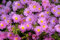 Aster alpinus 'Happy End' ca. 9x9 cm Topf - Alpenaster, rosa Blüten, Blütezeit Mai-Juni, ideal für Steingärten, bienenfreundlich, pflegeleicht